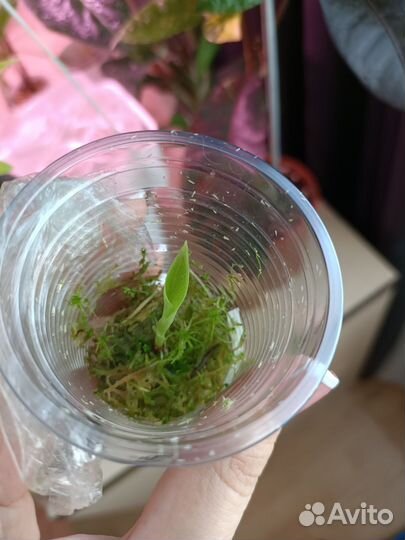 Алоказия мело