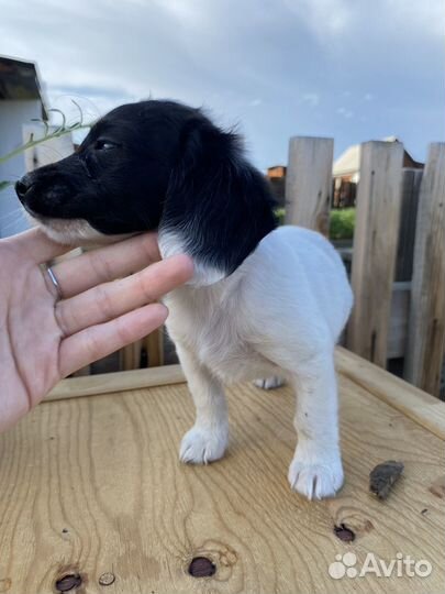 Щенок в добрые руки маленькой собаки