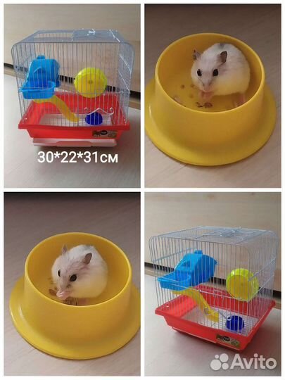 Хомяк, клетка