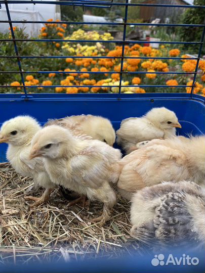 Цыплята