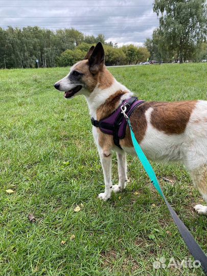 Собака Брошка