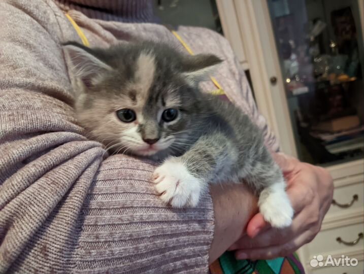 Отдам котят в добрые руки