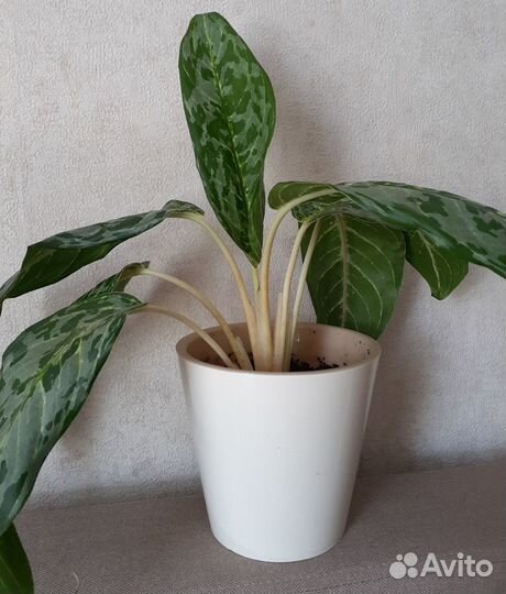 Аглаонема пикок