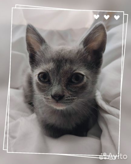 Плюшевые котята