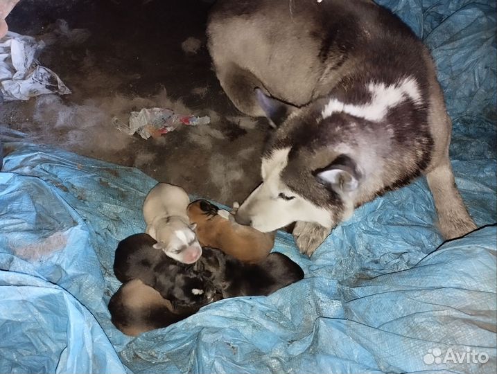 Щенок в добрые руки бесплатно