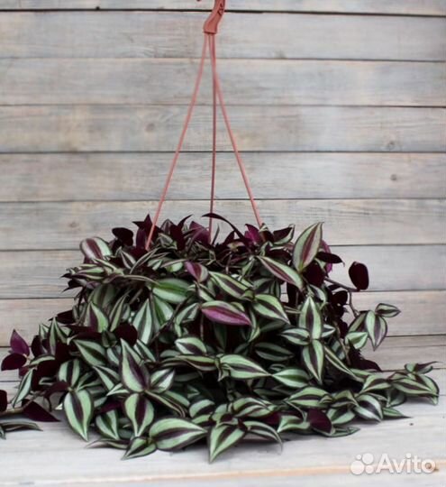 Традесканция зебрина вьюн цветы