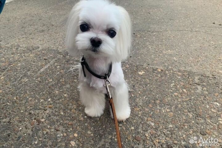 Мальтийская болонка мальчик