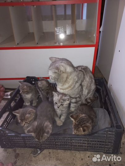 Шотландская прямоухая кошка