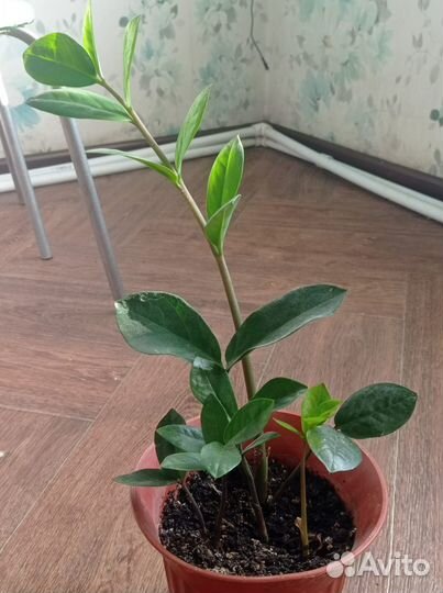 Комнатные цветы