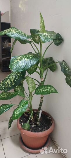 Диффенбахия