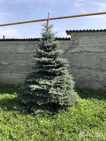 Ель голубая