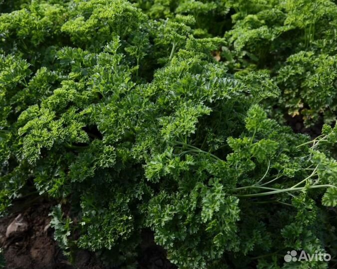 Семена Петрушки 