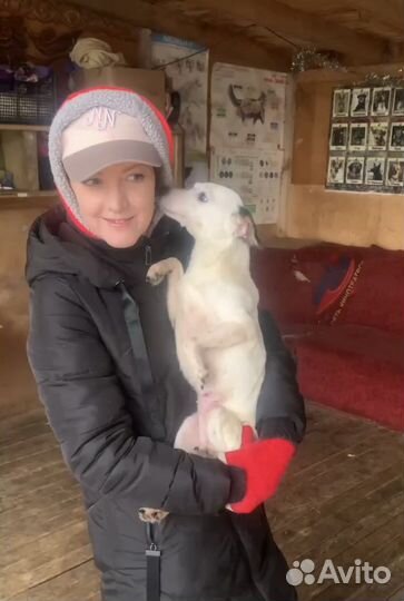 Отдаю собачку Лику в дар