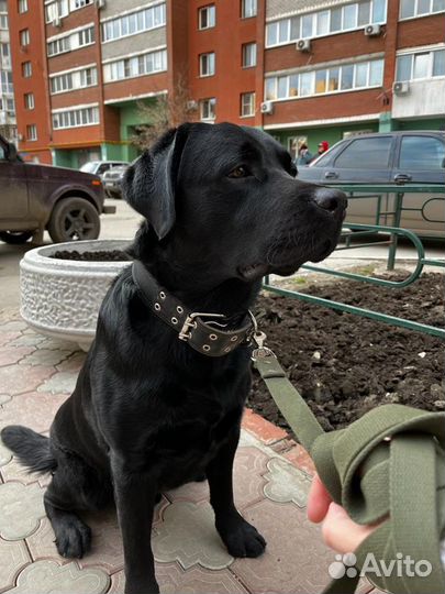 Кобель лабрадора вязка