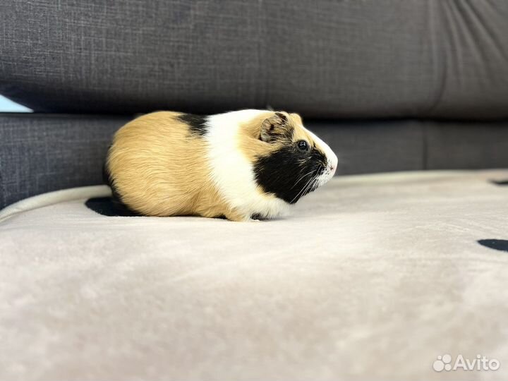 Морская свинка вязка