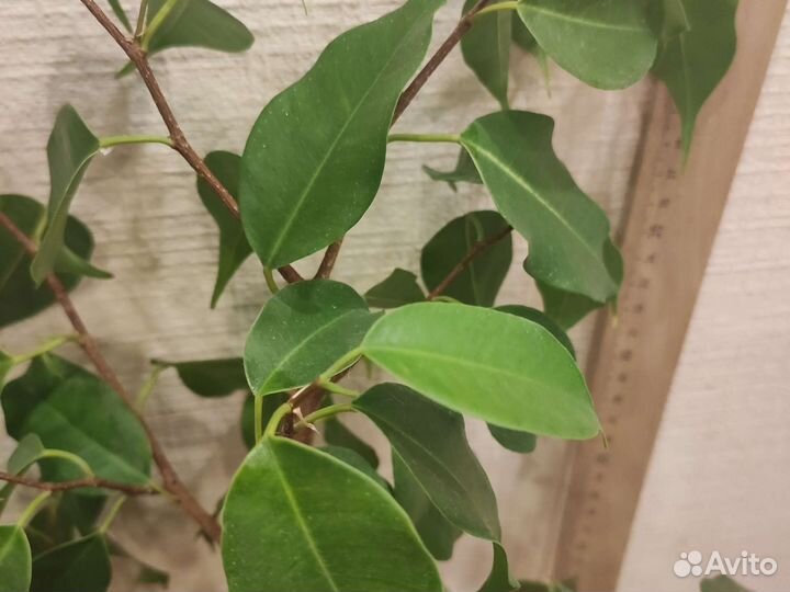 Фикус бенджамина с горшочком