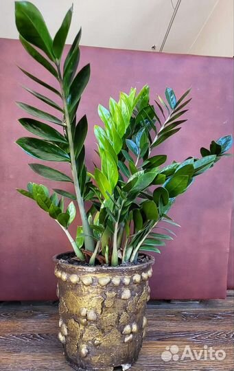 Замиокулькас