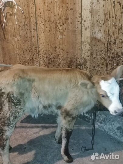 Продаётся телочка