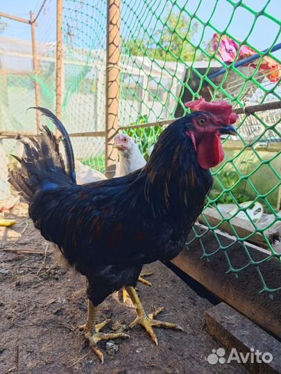 Молодые петухи