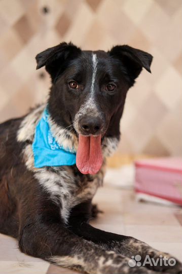 Спасите Кольта из приюта плохо ходит