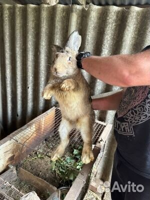 Продам кроликов