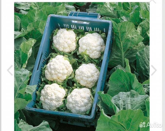 Капуста цветная, брокколи и пекинская