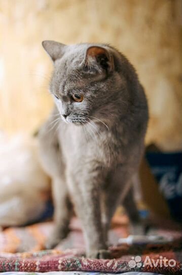 Грациозная киса Эльза ждет добрых хозяев