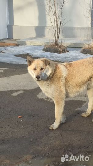 Рыжий, крупный, друг