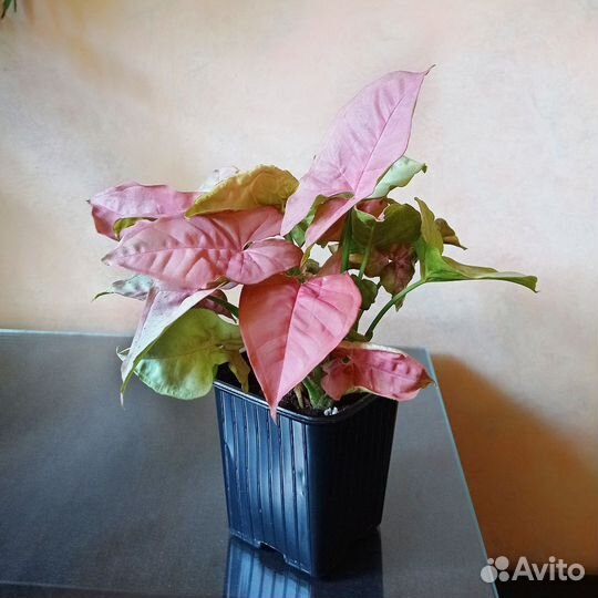 Сингониум неон пинк