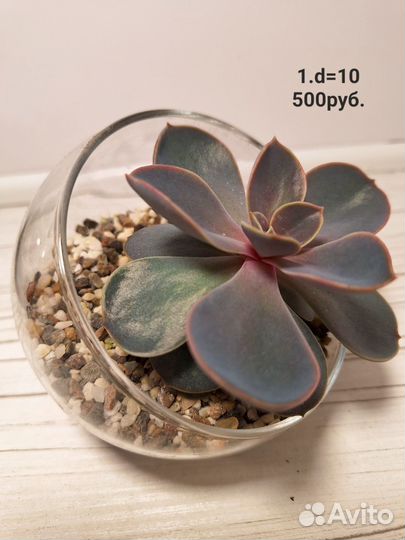 Комнатные растения цветы