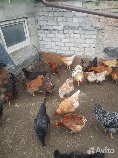 Куры домашние