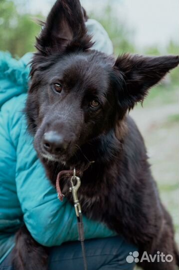 Красивый пес Алтай в добрые руки