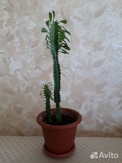 Комнатное растение молочай трехгранный