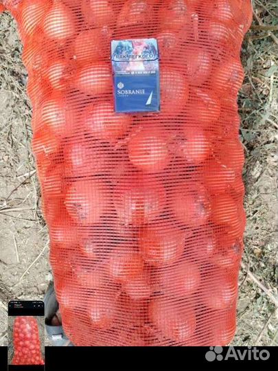 Лук репчатый оптом