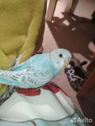 Волнистый попугай ручной