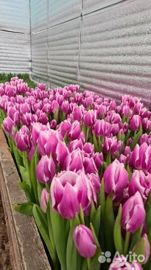 Тюльпаны