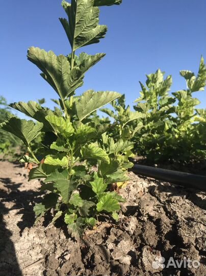 Саженцы декоративных растений