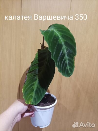 Домашние растения