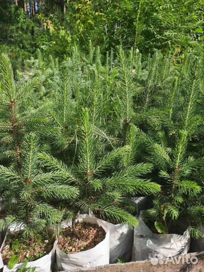 Ель сибирская (форма голубая, сизая) от 20см