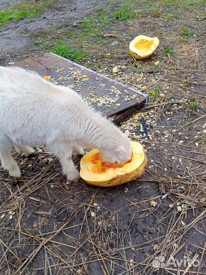 Козел ламанча