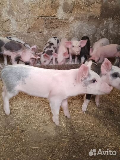 Поросенок Петрен