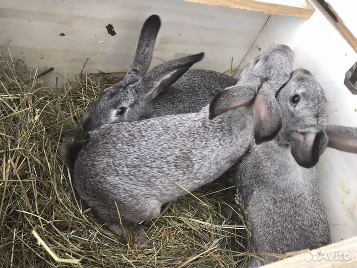 Кролики породы Советская шишнилла