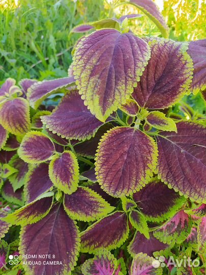 Колеусы вегетативные