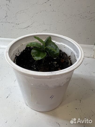 Мандариновое дерево (каламондин)