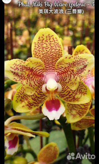 Сортовая орхидея сеянцы пелорик