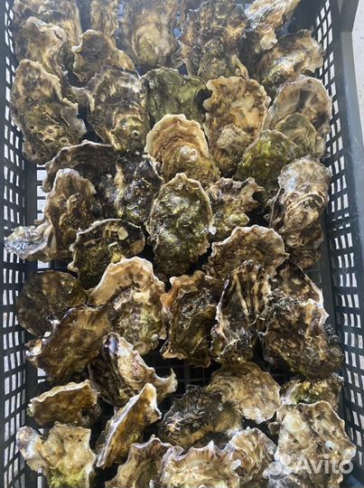 Устрицы оптом