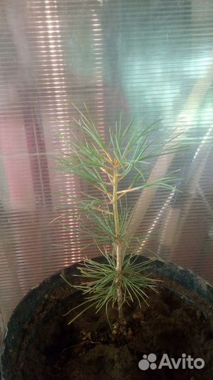 Саженцы Корейского кедра