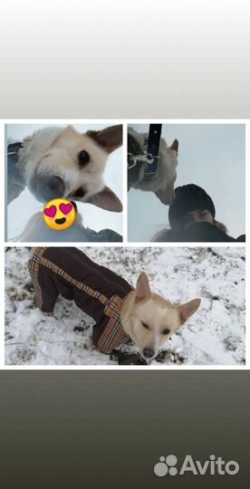 Выгул собак