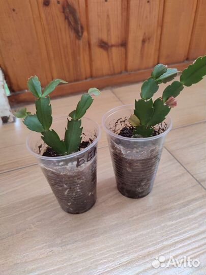 Декабрист шлюмбергера