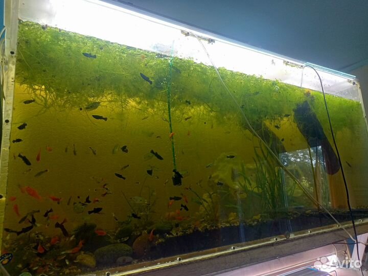 Аквариум из оргстекла 300литров